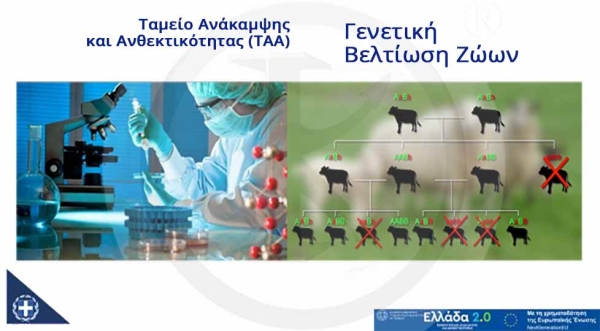 Γενετική βελτίωση ζώων - (ΤΑΑ) Ταμείο Ανάκαμψης και Ανθεκτικότητας